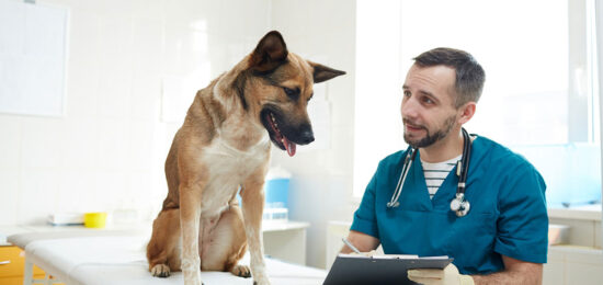 habilitacion-veterinarias-pet-shop